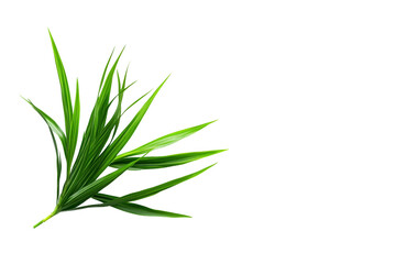 Obraz premium Decorative Spider Plant with Leaves isolated on transparent background