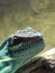 kameleon © Paweł Palarczyk