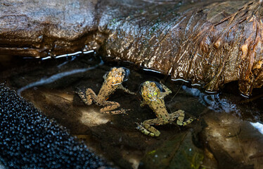 Green tree frogs swim. A tropical amphibian rests in a humid forest habitat.