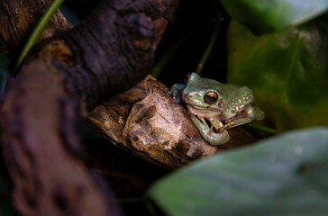 Beautiful green tree frog with spotted skin close-up