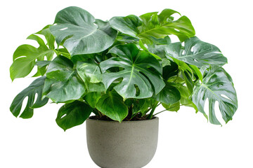 Vibrant Tropical Monstera isolated on transparent background