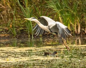 Eurasian grey heron landing over a moorhen at the lake
