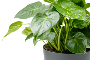Modern Tropical Monstera Plant isolated on transparent background