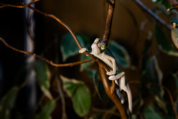 Exotic reptile chameleon sitting among tropical leaves
