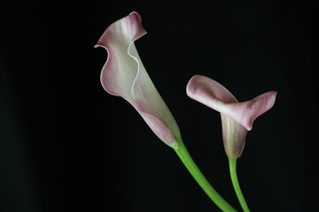 黒背景のオランダカイウ