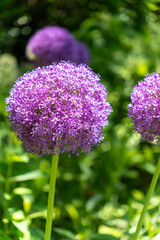 Obraz premium purple flowers in the garden