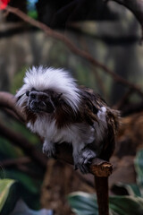 Cotton top tamarin monkey white and brown