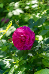 Fototapeta premium Colorful pink rose in garden