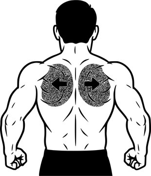 Scapular Retraction Exercise: filled human back-view figure showing scapular squeeze with bent elbows and visible upper-back contraction, transparent vector for anatomy, physiotherapy