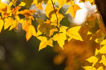 Golden Maple Leaves Glowing in Sunlight with Dark Green Background in Autumn