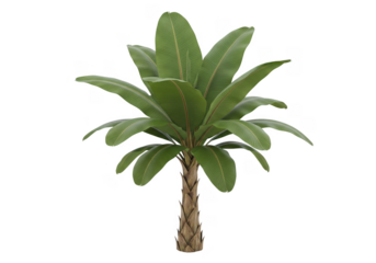 Tropical banana plant with broad green leaves – PNG with transparent background, isolated banana tree clipart