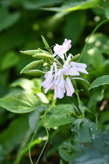 サボンソウ　Soapwort