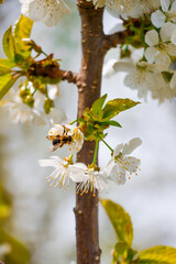 A bee collects pollen from a white cherry blossom tree in spring. © Jeannine
