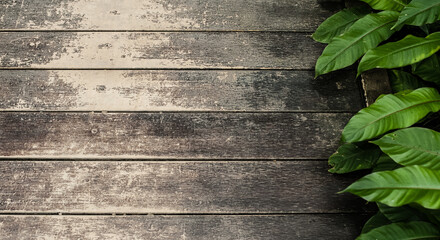 green leaves on wooden background