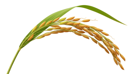 Golden rice paddy grain, symbolizing harvest time and agricultural abundance