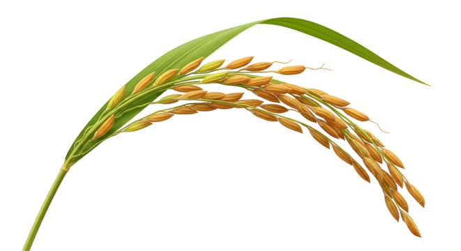 Golden rice paddy grain, symbolizing harvest time and agricultural abundance