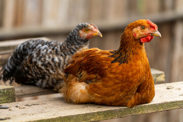 A pair of native chickens sitting in a tree.