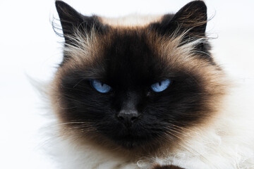 Himalayan Siamese cat, pet profile picture