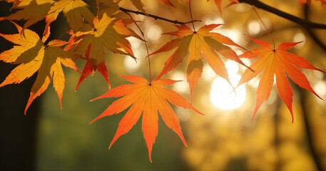 Fototapeta premium autumn leaves in the forest
