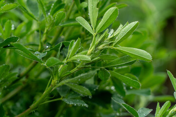 Alfalfa plants are perennial herbs of Asian origin.