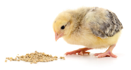 Gray winged chick eating feed on white background © Anatolii