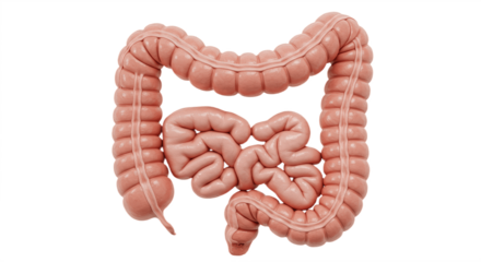 human digestive system showing intestines and gut isolated on white background, depicting anatomy, biology, and medical education in realistic artistic style