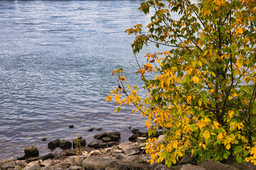 Vibrant Autumn Tree Branches Over Calm Lake Shore with Yellow Green Leaves and Rocky Beach in Serene Natural Landscape for Seasonal Nature and Tranquility Photography