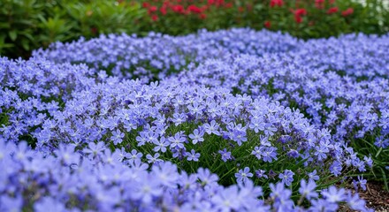 Fototapeta premium A captivating flowerbed bursts with vibrant blue blooms, creating a serene and picturesque scene in a well-maintained garden landscape ,floral ,botany ,beauty