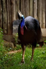 立つヒクイドリのポートレート