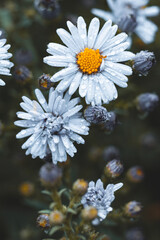 aster flower in the rain