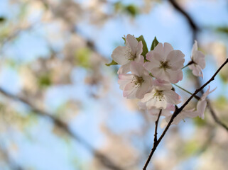 4月に美しく咲いたサクラ「吉祥寺（キチジョウジ）」