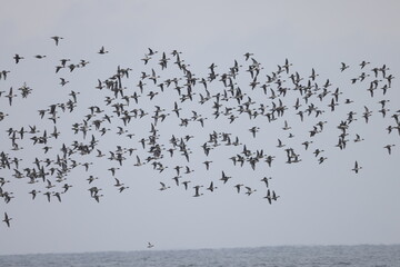 The pintail or northern pintail (Anas acuta)  flocks in Japan