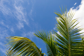 coconut leaves silhouette with clear blue sky for banner concept idea
