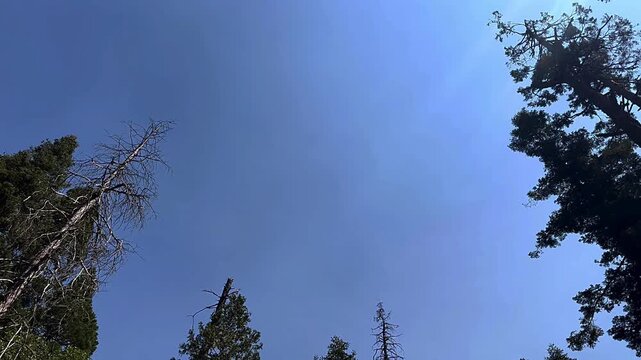 pan up blue sky, lush green trees, serene outdoor scenes, beautiful sky views, vibrant nature landscapes, captivating tree canopies, peaceful moments in nature, stunning sunlight filtering through lea