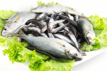 Anchovy and Bluefish 