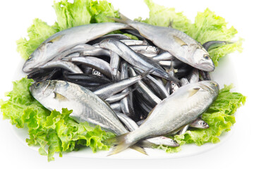 Anchovy and Bluefish 