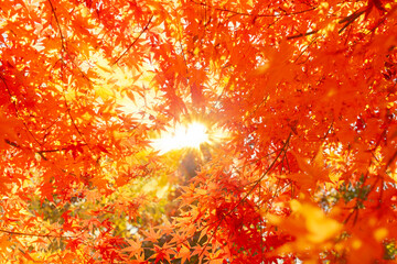秋の紅葉　太陽光