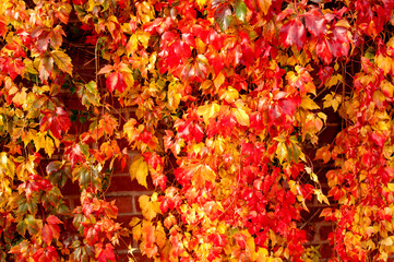 Vibrant yellow and Virginia creeper leaves climbing on an old brick surface.