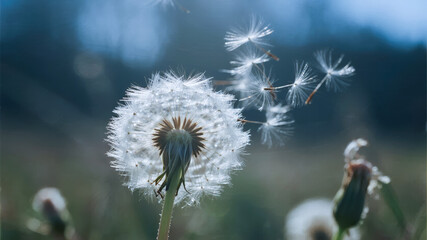 Obraz premium Dandelion seed head with seeds dispersing in the wind against a blurred natural background