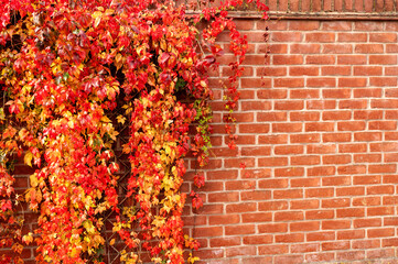 Autumn ivy and Virginia creeper climbing on a red brick wall, showing vibrant red and orange leaves in sunlight.