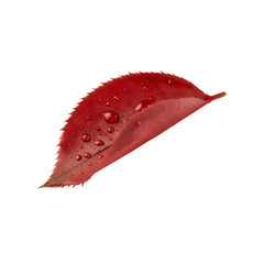 red leaf with water drops