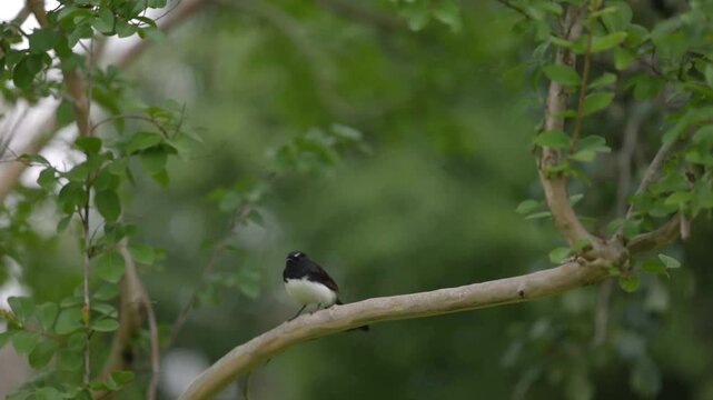 A Willie Wagtail bird on a branch in an Australian garden