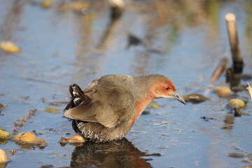 The ruddy-breasted crake (Zapornia fusca erythrothorax), or ruddy crake, is a waterbird in the rail and crake family Rallidae. This photo was taken in Japan.