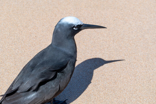 black noddies standing  at the beach in Brazil
