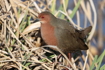 The ruddy-breasted crake (Zapornia fusca erythrothorax), or ruddy crake, is a waterbird in the rail and crake family Rallidae. This photo was taken in Japan.