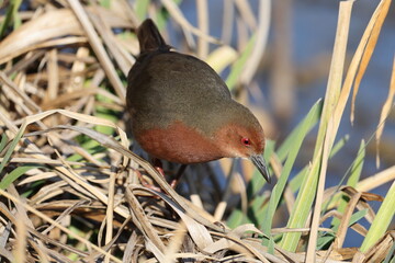 The ruddy-breasted crake (Zapornia fusca erythrothorax), or ruddy crake, is a waterbird in the rail...