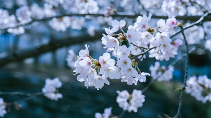 Obraz premium Close-up of blooming cherry blossoms on tree branches with soft focus background