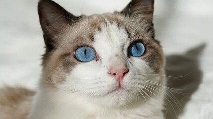 Obraz premium Close-up of a cat with striking blue eyes and a white and brown fur pattern