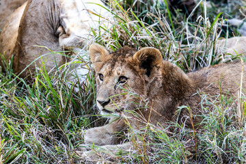 Lion
