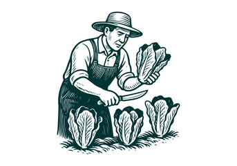 Romaine Lettuce hand drawn simple engraved vector illustration